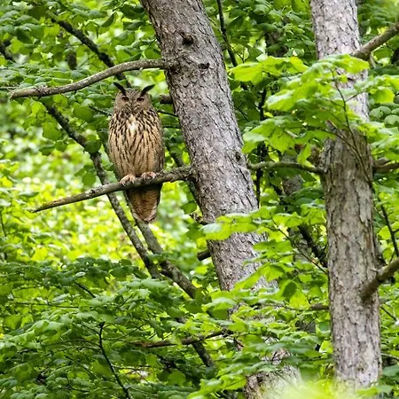 L'orgeletaine : Grande Maison Au Milieu Des Lacs Du Jura *